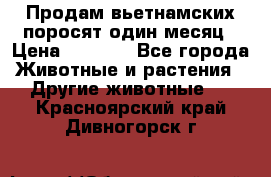 Продам вьетнамских поросят,один месяц › Цена ­ 3 000 - Все города Животные и растения » Другие животные   . Красноярский край,Дивногорск г.